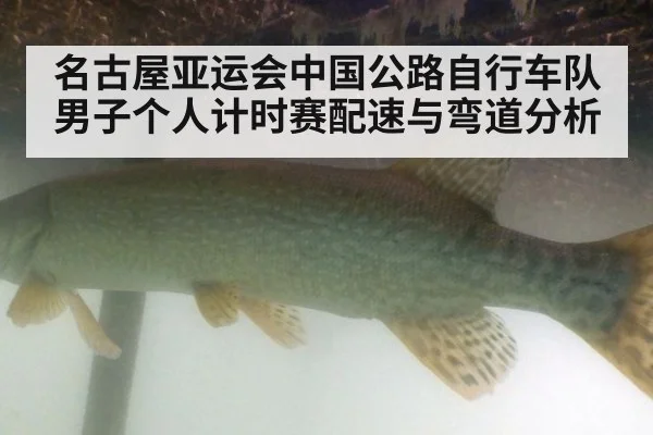 名古屋亚运会中国公路自行车队男子个人计时赛配速与弯道分析